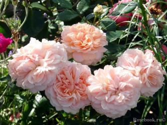 плетистая Роуз Гарден Rose Garden  (в тубе)